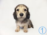 ミニチュアダックスフンド　子犬