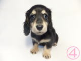 ミニチュアダックスフンド　子犬