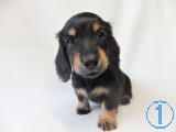ミニチュアダックスフンド　子犬
