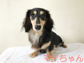 ミニチュアダックスフンド　子犬