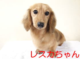 ミニチュアダックスフンド専門ブリーダー　子犬