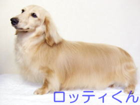 ミニチュアダックスフンド　子犬
